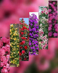 Цветы саженцы растения Город Сочи image-06-06-20-11-53-13.jpeg